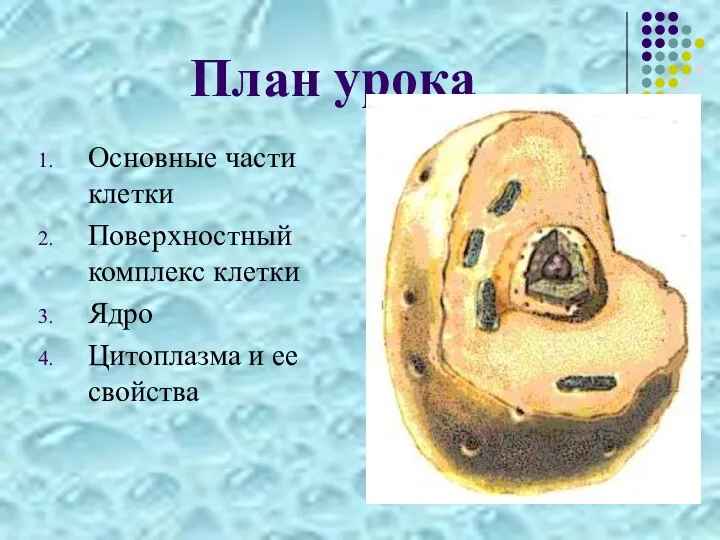 План урока Основные части клетки Поверхностный комплекс клетки Ядро Цитоплазма и ее свойства