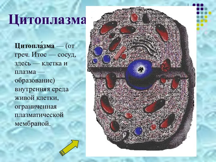 Цитоплазма Цитопла́зма — (от греч. Итос — сосуд, здесь — клетка и