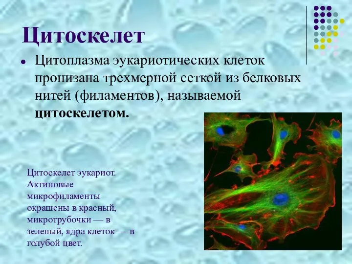 Цитоскелет Цитоплазма эукариотических клеток пронизана трехмерной сеткой из белковых нитей (филаментов), называемой