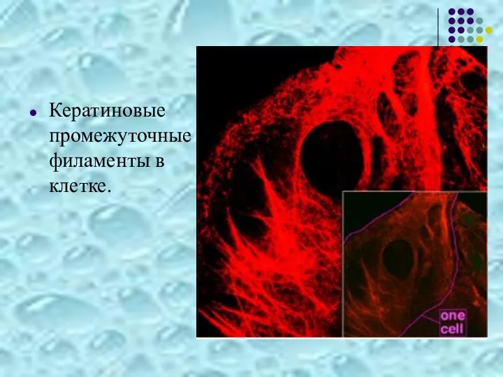 Кератиновые промежуточные филаменты в клетке.