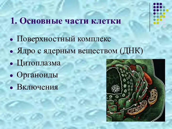 1. Основные части клетки Поверхностный комплекс Ядро с ядерным веществом (ДНК) Цитоплазма Органоиды Включения