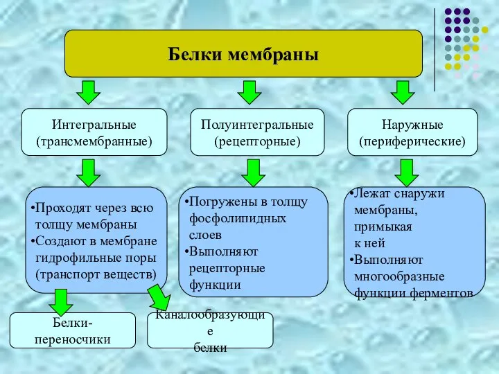 Белки мембраны Интегральные (трансмембранные) Наружные (периферические) Полуинтегральные (рецепторные) Проходят через всю толщу