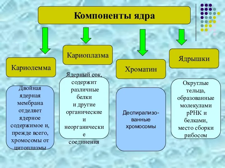 Кариолемма Кариоплазма Хроматин Ядрышки Компоненты ядра Двойная ядерная мембрана отделяет ядерное содержимое