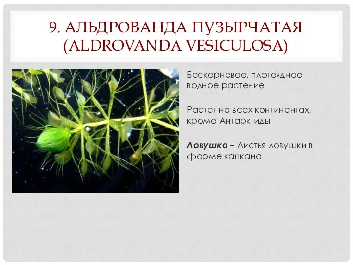9. АЛЬДРОВАНДА ПУЗЫРЧАТАЯ (ALDROVANDA VESICULOSA) Бескорневое, плотоядное водное растение Растет на всех