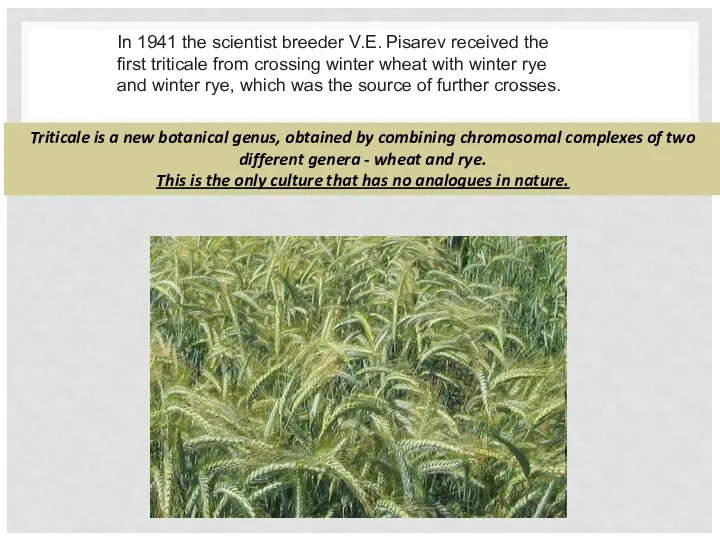 Triticale is a new botanical genus, obtained by combining chromosomal complexes of