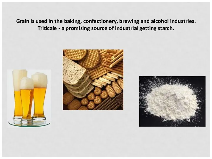 Grain is used in the baking, confectionery, brewing and alcohol industries. Triticale