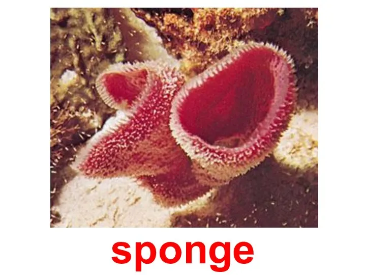 sponge