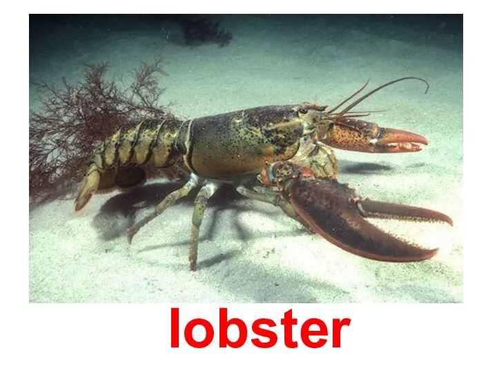 lobster