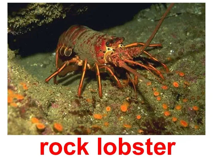 rock lobster
