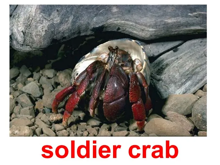 soldier crab