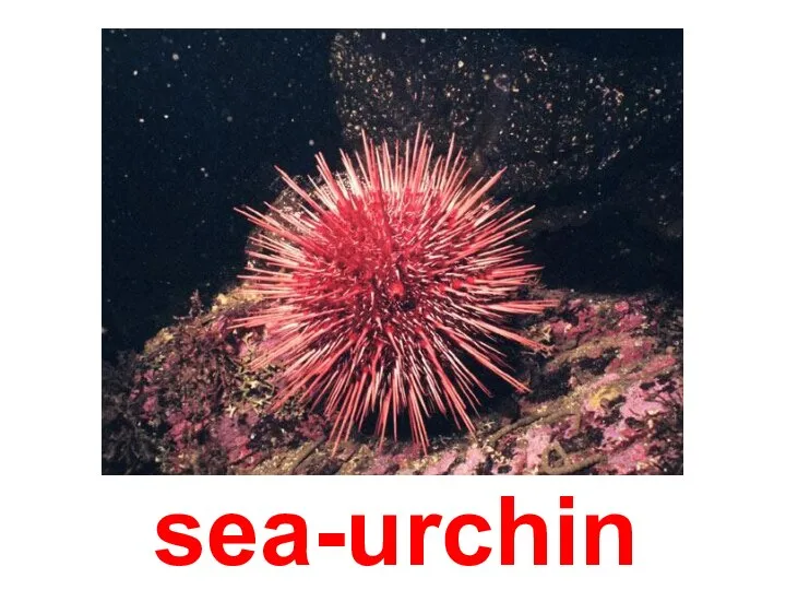 sea-urchin