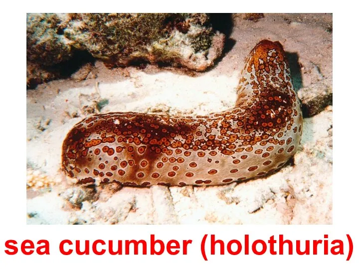 sea cucumber (holothuria)