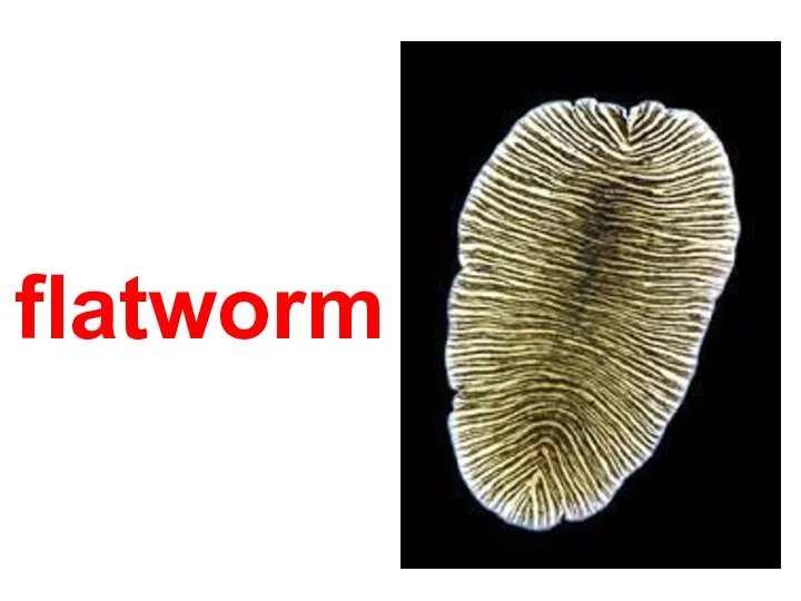 flatworm