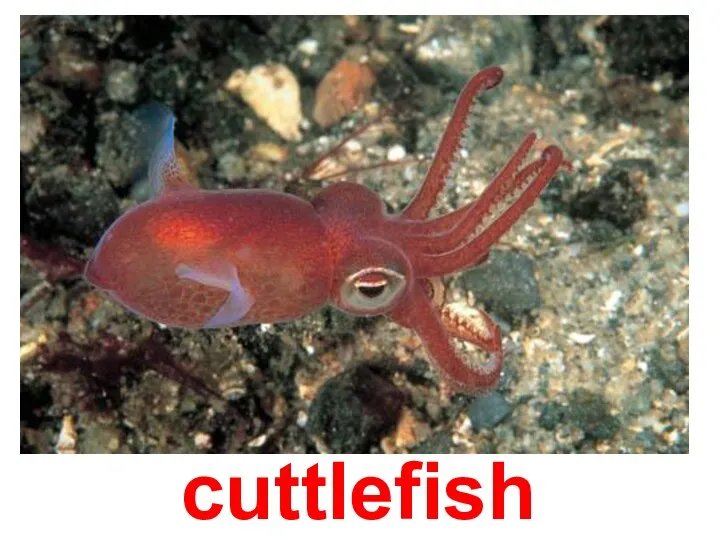 cuttlefish