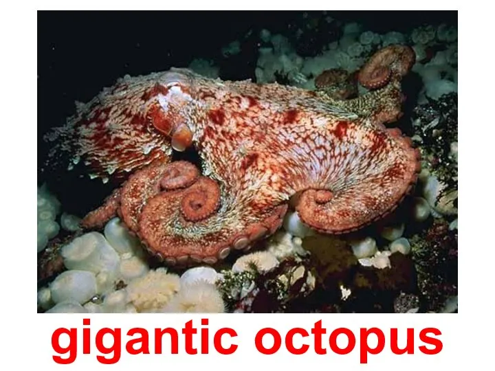 gigantic octopus