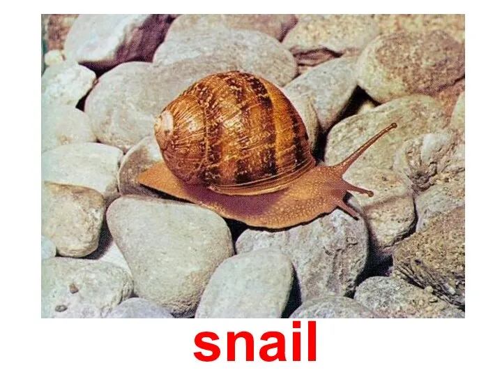 snail