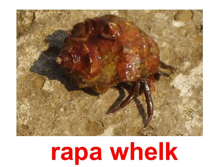 rapa whelk