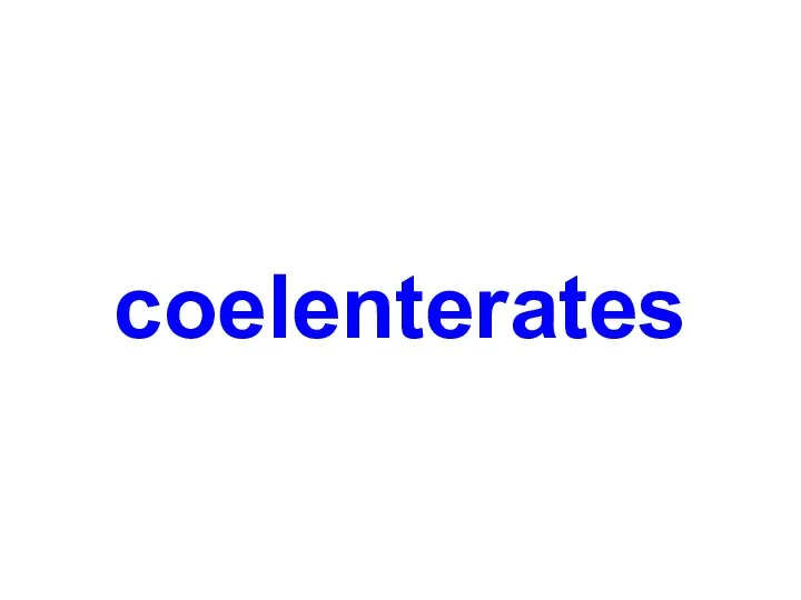 coelenterates