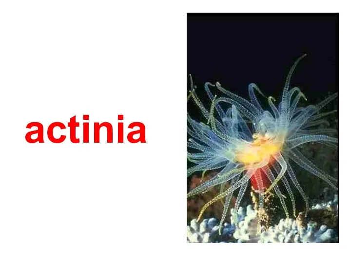 actinia