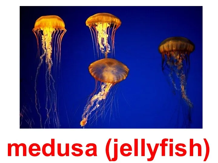 medusa (jellyfish)