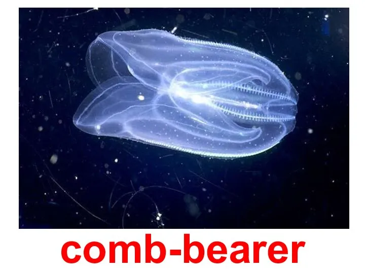 comb-bearer