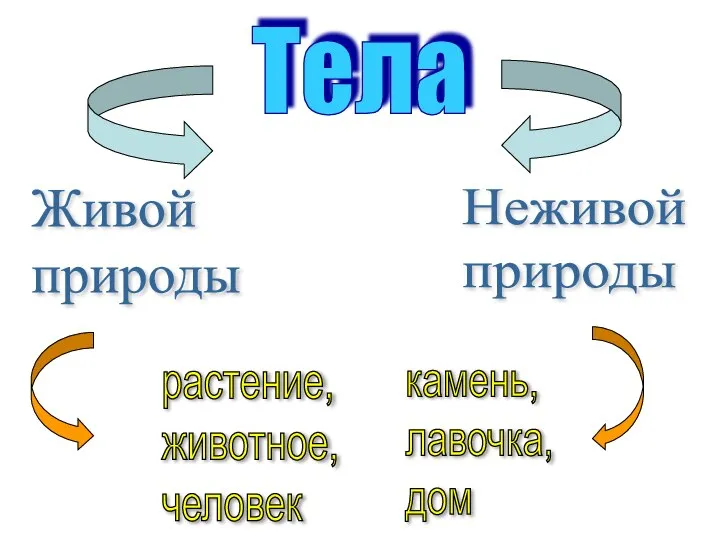 Тела Живой природы Неживой природы растение, животное, человек камень, лавочка, дом