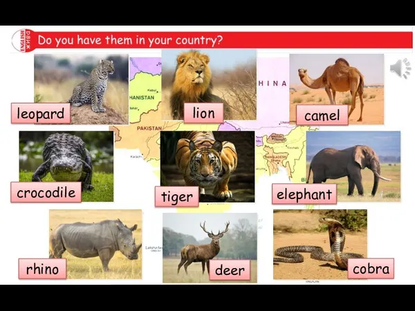 Guess the animals that live there. camel elephant cobra deer rhino crocodile leopard lion tiger