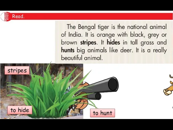 Read. stripes to hide to hunt