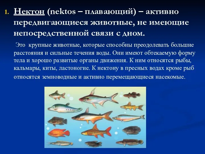 Нектон (nektos – плавающий) – активно передвигающиеся животные, не имеющие непосредственной связи