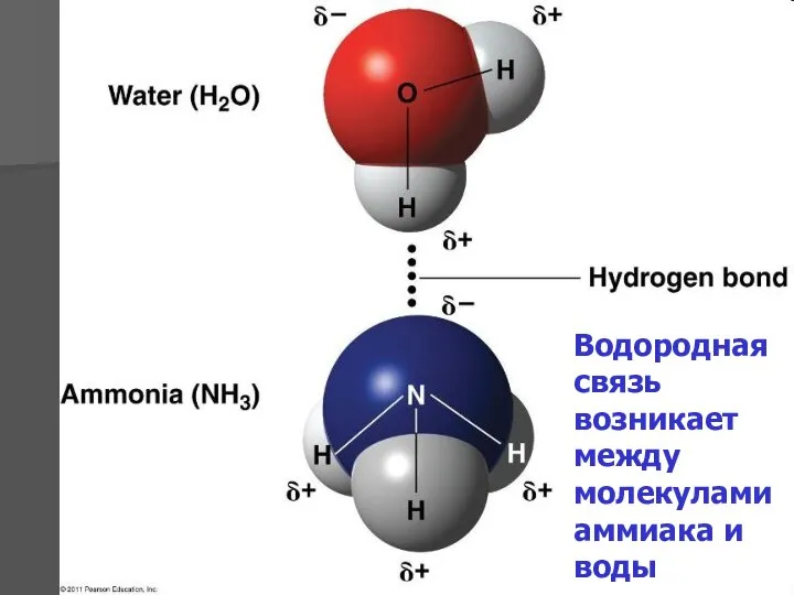 Водородная связь возникает между молекулами аммиака и воды