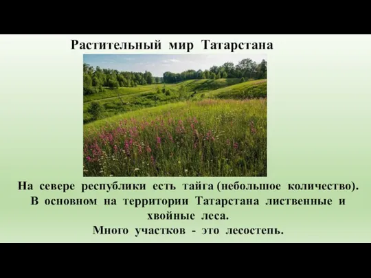 Растительный мир Татарстана На севере республики есть тайга (небольшое количество). В основном
