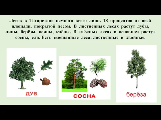 Лесов в Татарстане немного всего лишь 18 процентов от всей площади, покрытой