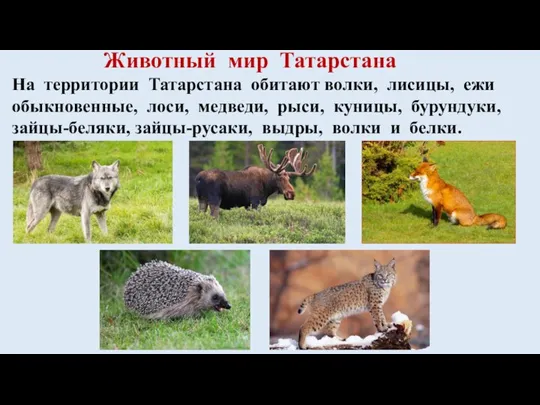 Животный мир Татарстана На территории Татарстана обитают волки, лисицы, ежи обыкновенные, лоси,