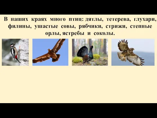 В наших краях много птиц: дятлы, тетерева, глухари, филины, ушастые совы, рябчики,