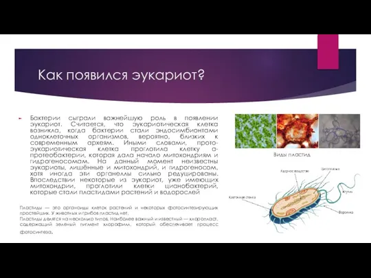 Как появился эукариот? Бактерии сыграли важнейшую роль в появлении эукариот. Считается, что