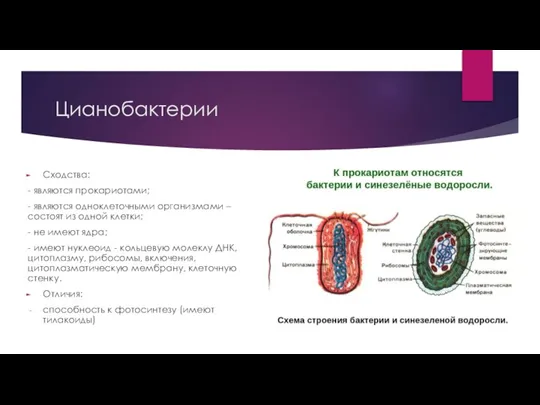 Цианобактерии Сходства: - являются прокариотами; - являются одноклеточными организмами – состоят из