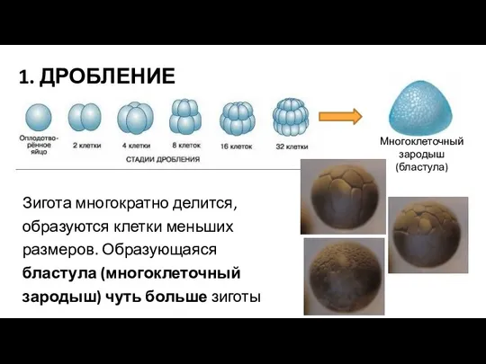 Зигота многократно делится, образуются клетки меньших размеров. Образующаяся бластула (многоклеточный зародыш) чуть