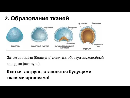 Затем зародыш (бластула) делится, образуя двухслойный зародыш (гаструла). Клетки гаструлы становятся будущими