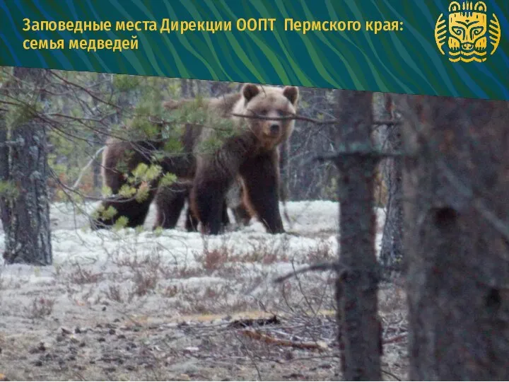 2 Заповедные места Дирекции ООПТ Пермского края: семья медведей