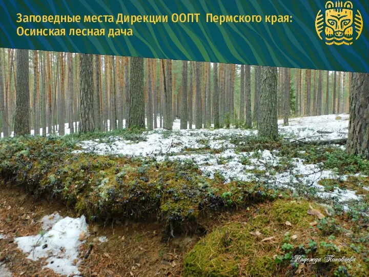 2 Заповедные места Дирекции ООПТ Пермского края: Осинская лесная дача