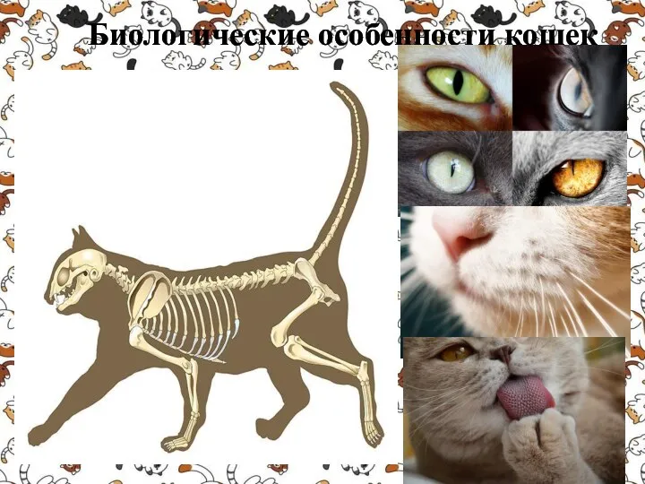 Биологические особенности кошек