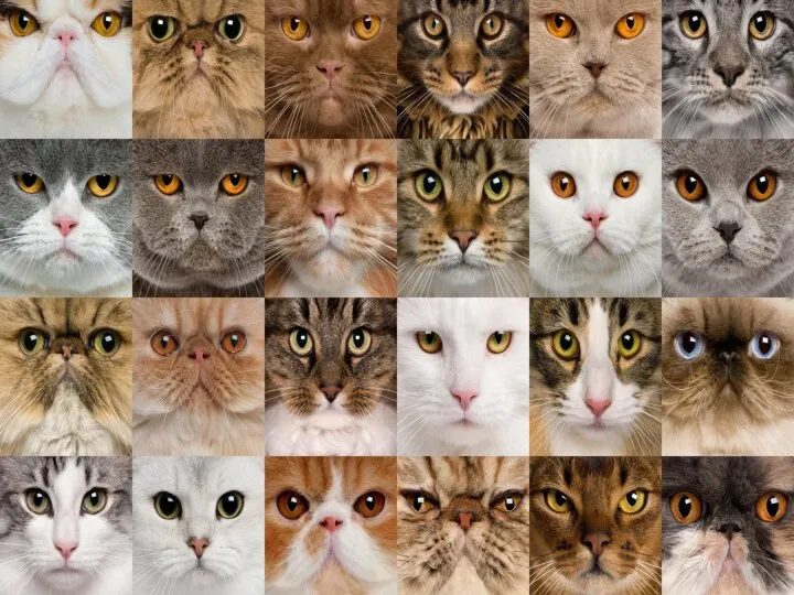 Разнообразие пород домашних кошек