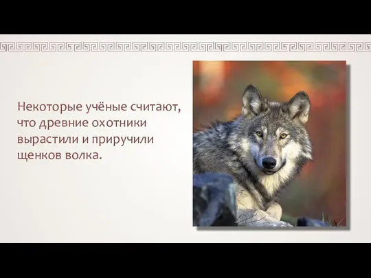 Некоторые учёные считают, что древние охотники вырастили и приручили щенков волка.