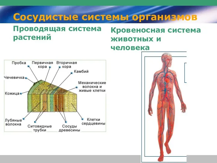 Сосудистые системы организмов Проводящая система растений Кровеносная система животных и человека