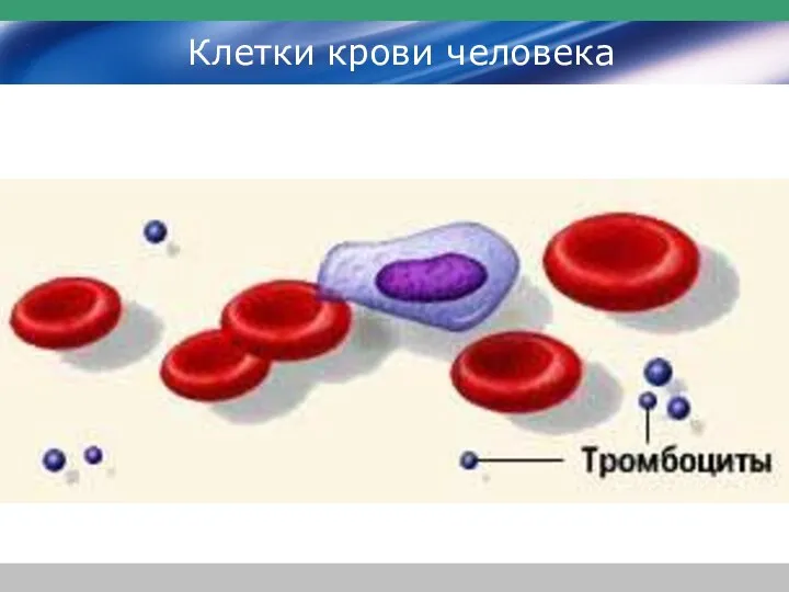 Клетки крови человека