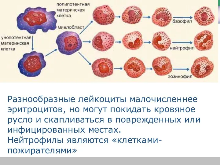 Разнообразные лейкоциты малочисленнее эритроцитов, но могут покидать кровяное русло и скапливаться в