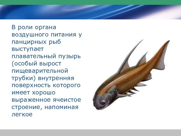 В роли органа воздушного питания у панцирных рыб выступает плавательный пузырь (особый