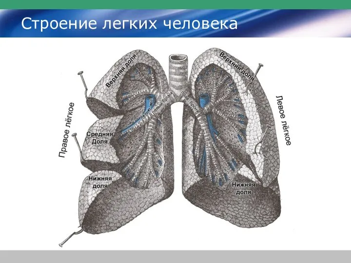 Строение легких человека