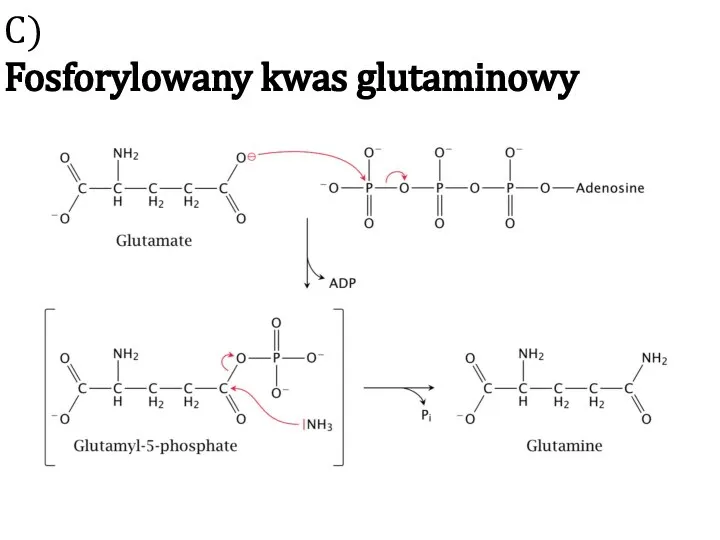 C) Fosforylowany kwas glutaminowy