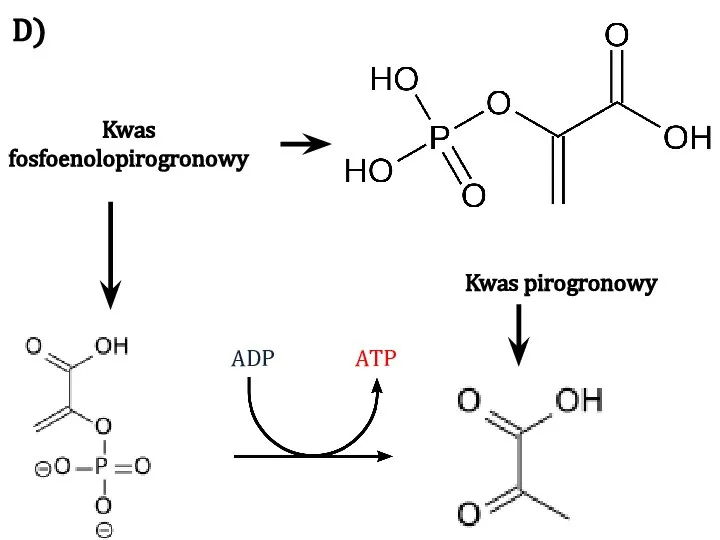 ADP ATP Kwas fosfoenolopirogronowy Kwas pirogronowy D)
